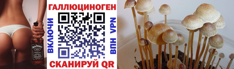 Купить закладки  Суоярви  Псилоцибиновые грибы GOLDEN TEACHER 